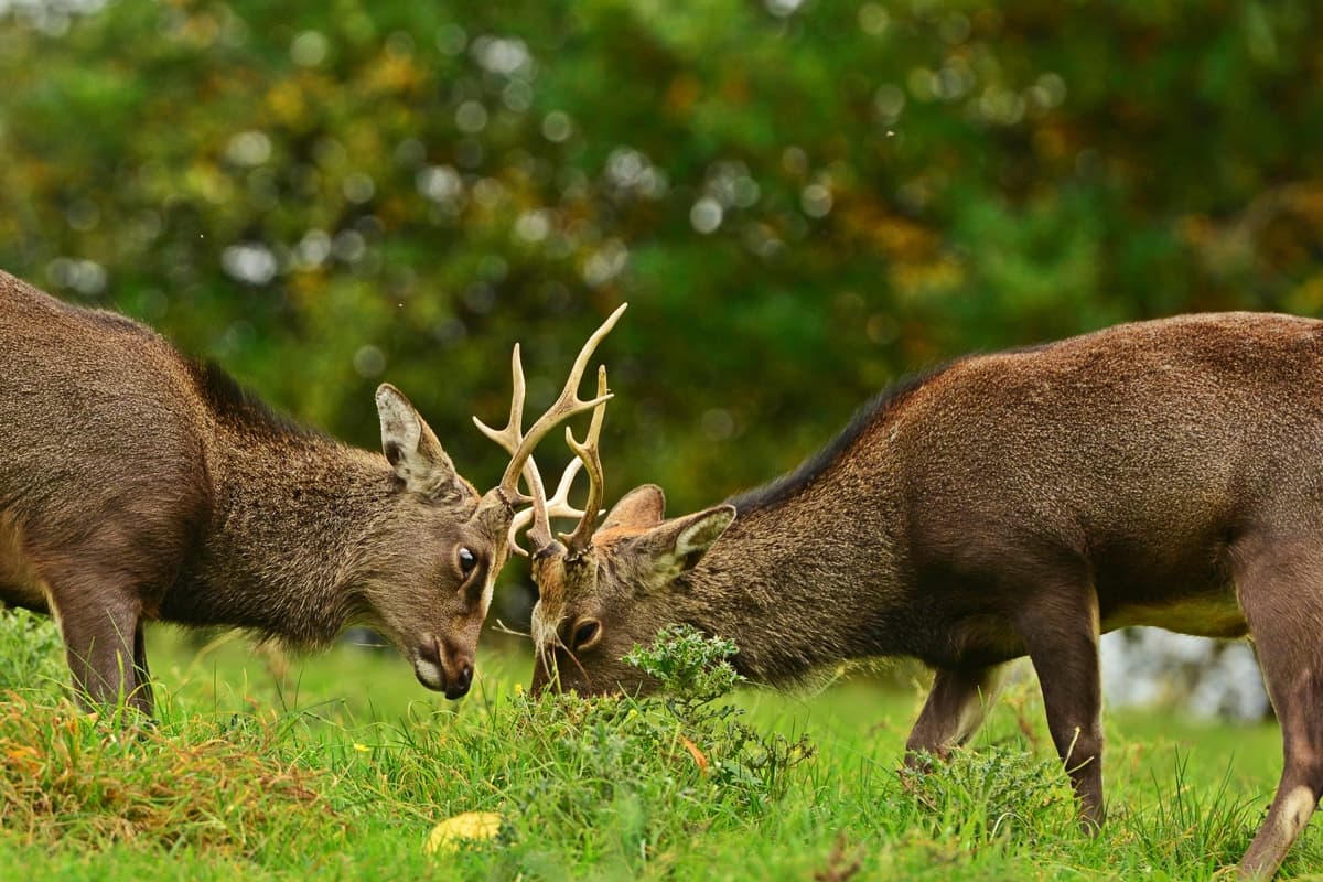 Deer herd roaming freely in Doneraile Estate Park